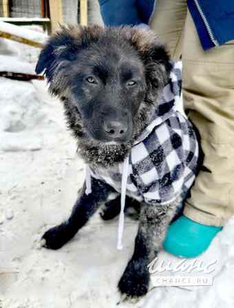 шикарный щенок ищет дом Москва - изображение 2