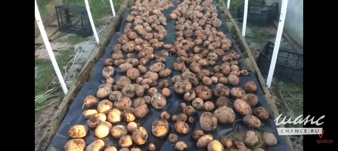 Выращу овощи, присмотрю за дачей Тверь - изображение 4