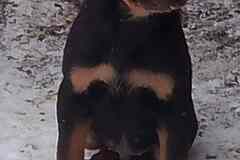 Щенки ротвейлера