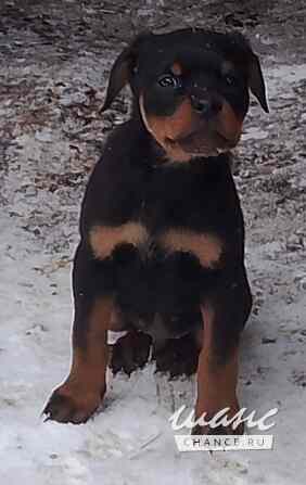 Щенки ротвейлера Казань - изображение 1