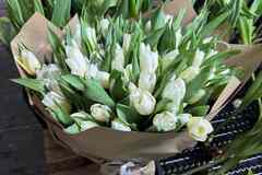 Тюльпаны опт/розница к 8 марта