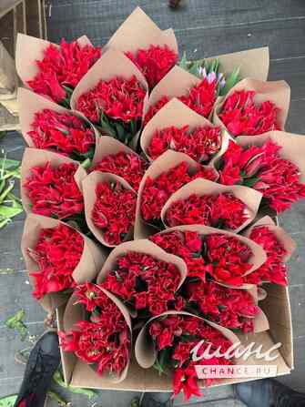 Тюльпаны опт/розница к 8 марта Москва - изображение 4