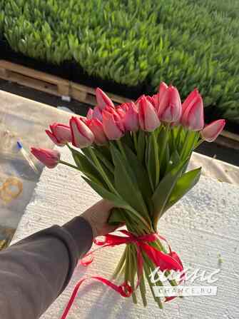 Тюльпаны опт/розница к 8 марта Москва - изображение 2