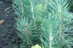 Сеянцы, саженцы хвойных растений из питомника