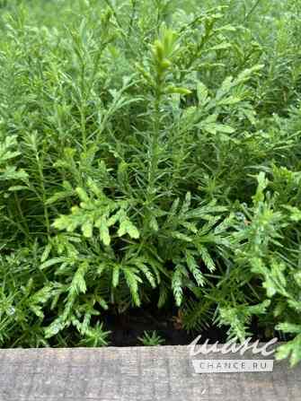 Сеянцы, саженцы хвойных растений из питомника Шахты - изображение 3