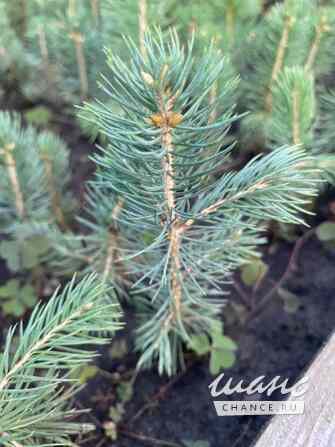 Сеянцы, саженцы хвойных растений из питомника Шахты - изображение 5