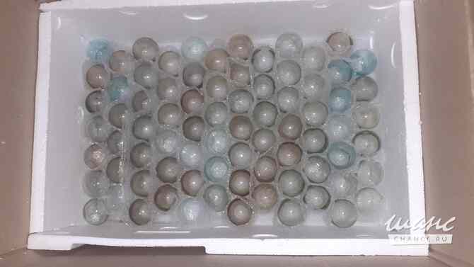 Банки медицинские Волгоград - изображение 1