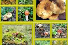 Сухие белые и сухие лисички