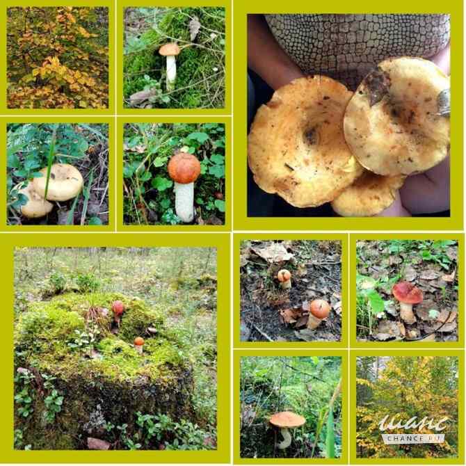 Сухие белые и сухие лисички Санкт-Петербург - изображение 1