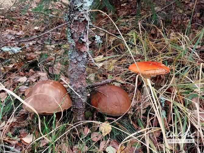 Сухие белые и сухие лисички Санкт-Петербург - изображение 2