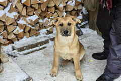 Щенята мальчишки ищут дом