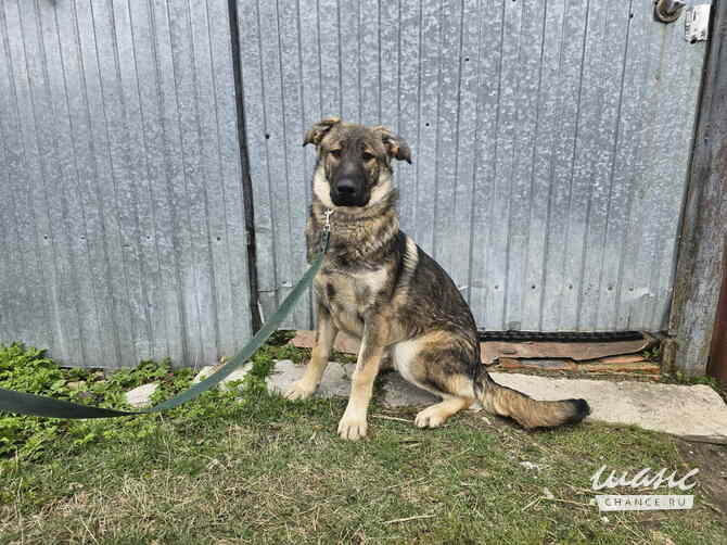Самые ласковые щенки-целовашки ищут дом Санкт-Петербург - изображение 7