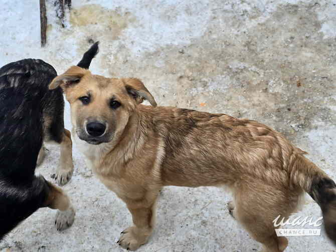 Щенята мальчишки ищут дом Санкт-Петербург - изображение 8