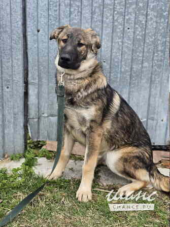 Самые ласковые щенки-целовашки ищут дом Санкт-Петербург - изображение 4