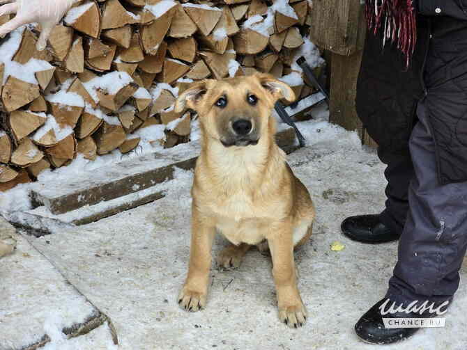 Щенята мальчишки ищут дом Санкт-Петербург - изображение 7