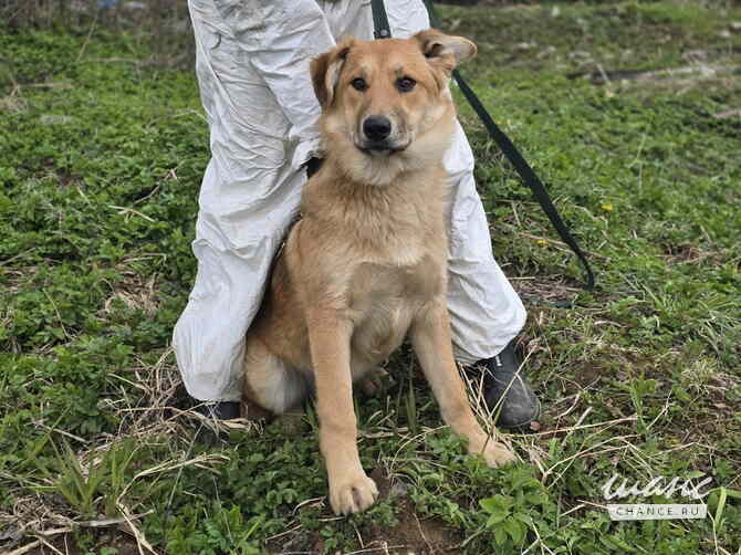 Самые ласковые щенки-целовашки ищут дом Санкт-Петербург - изображение 2