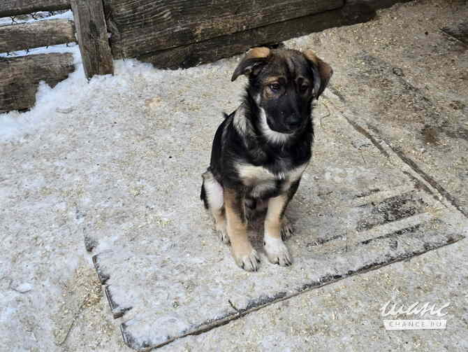 Щенята мальчишки ищут дом Санкт-Петербург - изображение 5