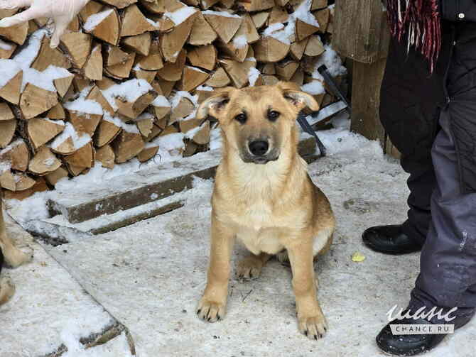 Щенята мальчишки ищут дом Санкт-Петербург - изображение 1