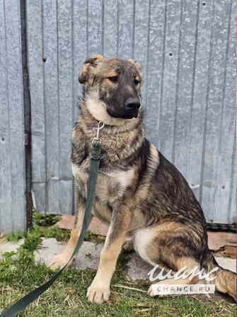Самые ласковые щенки-целовашки ищут дом Санкт-Петербург - изображение 5
