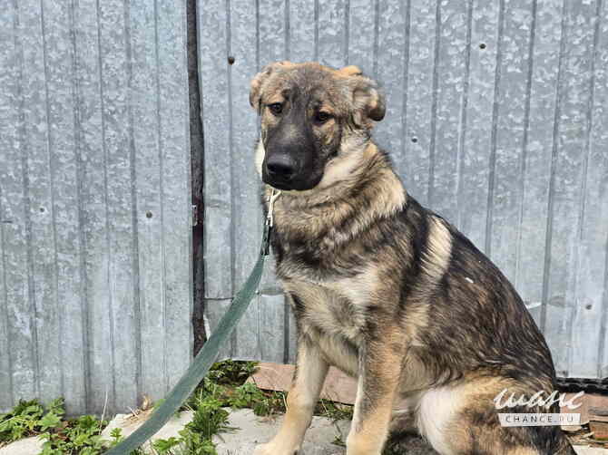 Самые ласковые щенки-целовашки ищут дом Санкт-Петербург - изображение 9