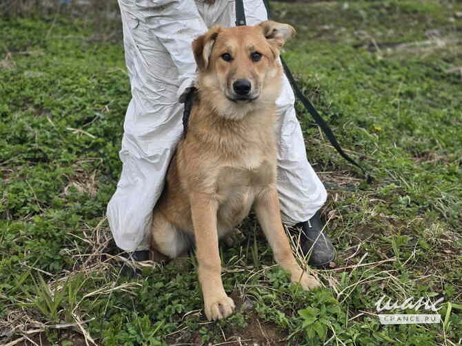 Самые ласковые щенки-целовашки ищут дом Санкт-Петербург - изображение 1