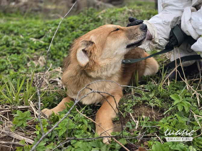 Самые ласковые щенки-целовашки ищут дом Санкт-Петербург - изображение 8
