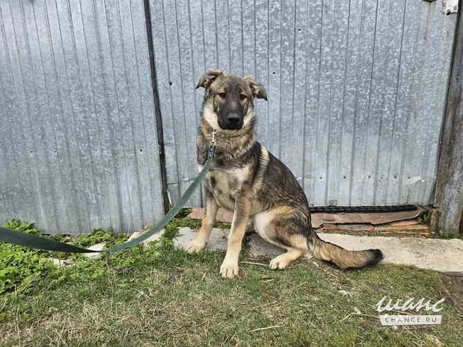 Самые ласковые щенки-целовашки ищут дом Санкт-Петербург - изображение 6