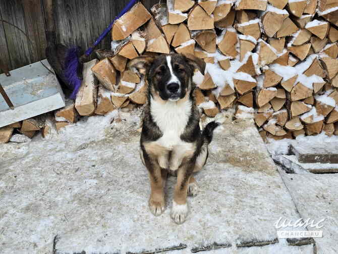 Щенята мальчишки ищут дом Санкт-Петербург - изображение 3