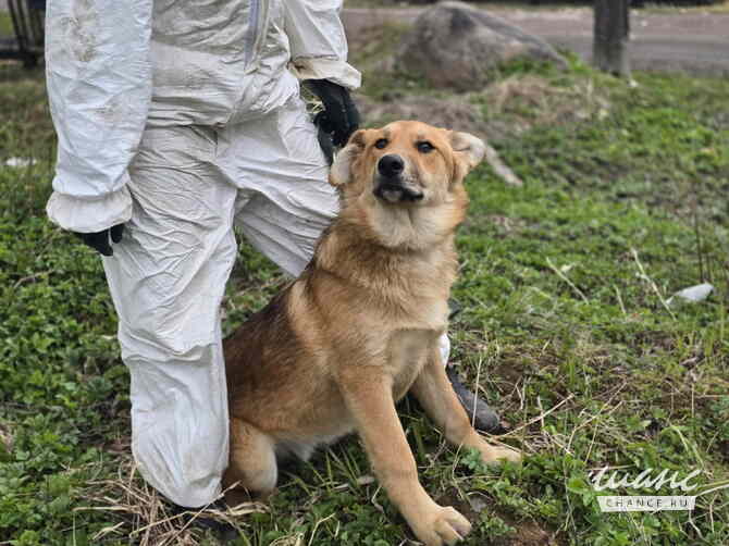 Самые ласковые щенки-целовашки ищут дом Санкт-Петербург - изображение 3