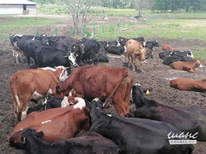 Ферма колхоз продажа Медынь - изображение 3