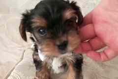 Продаются щенки бивер - йоркширского терьера