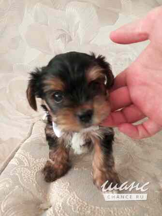 Продаются щенки бивер - йоркширского терьера Острогожск - изображение 1