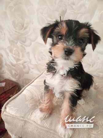 Продаются щенки бивер - йоркширского терьера Острогожск - изображение 5