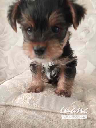 Продаются щенки бивер - йоркширского терьера Острогожск - изображение 3