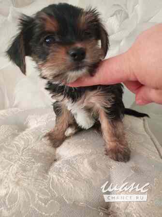 Продаются щенки бивер - йоркширского терьера Острогожск - изображение 2