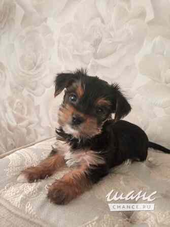 Продаются щенки бивер - йоркширского терьера Острогожск - изображение 4