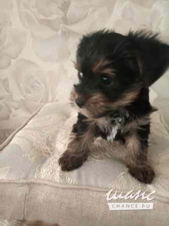 Продаются щенки бивер - йоркширского терьера Острогожск - изображение 6