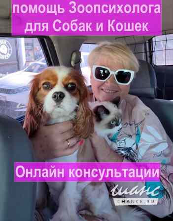 Зоопсихолог. Фелинолог. Кинолог. Онлайн Екатеринбург - изображение 4