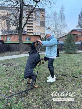 Зоопсихолог. Фелинолог. Кинолог. Онлайн Екатеринбург - изображение 9