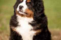 Роскошные щенки Зенненхунда