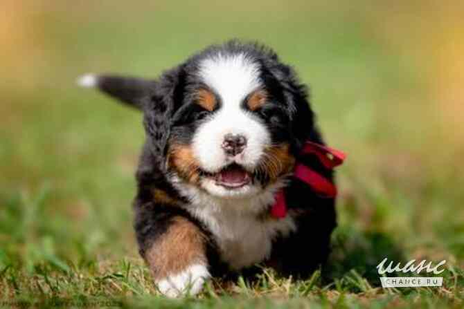 Роскошные щенки Зенненхунда Коломна - изображение 2