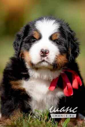 Роскошные щенки Зенненхунда Коломна - изображение 3