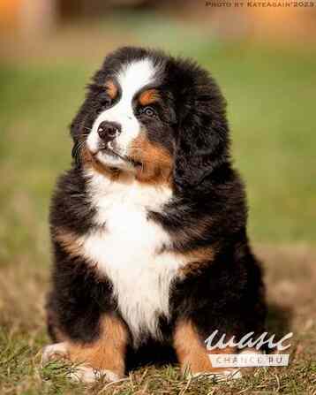 Роскошные щенки Зенненхунда Коломна - изображение 1