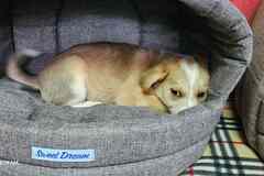 Три маленьких щеночка с короткими лапками