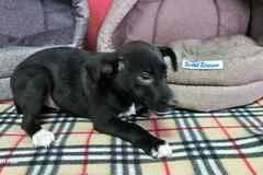 Щеночек с короткими лапками