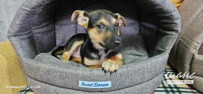 Три маленьких щеночка с короткими лапками Санкт-Петербург - изображение 6