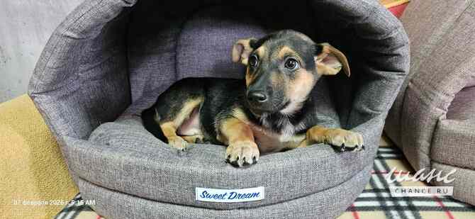 Три маленьких щеночка с короткими лапками Санкт-Петербург - изображение 7