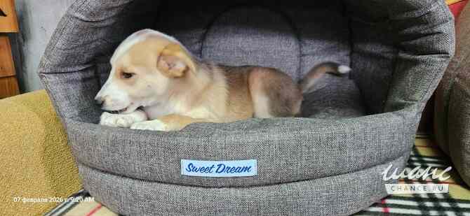 Три маленьких щеночка с короткими лапками Санкт-Петербург - изображение 5