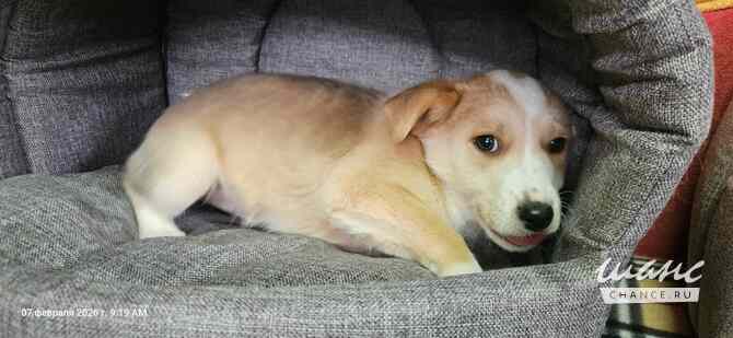 Три маленьких щеночка с короткими лапками Санкт-Петербург - изображение 10