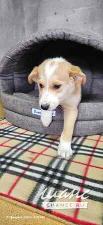 Три маленьких щеночка с короткими лапками Санкт-Петербург - изображение 3